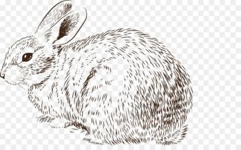 Easter Bunny Rabbit Drawing Illustration - Fluffy Bunny Easter Bunny Rabbit Drawing Illustration - Fluffy Bunny