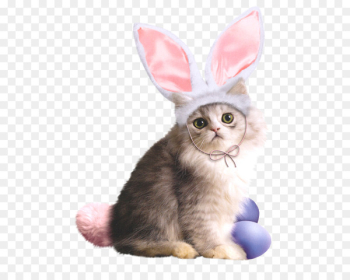 Easter Bunny Rabbit Easter postcard The Easter bunnies - Bunny cat 
