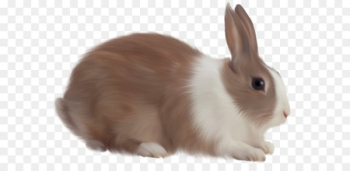 Easter Bunny Rabbit - rabbit PNG image Easter Bunny Rabbit - rabbit PNG image