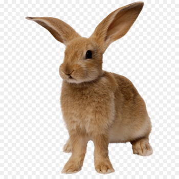 Easter Bunny Rabbit - Rabbit Png Image Easter Bunny Rabbit - Rabbit Png Image