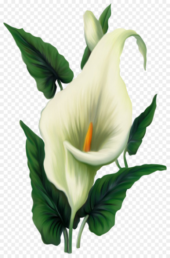 Easter lily Arum-lily Flower Clip art - Calla PNG File Easter lily Arum-lily Flower Clip art - Calla PNG File