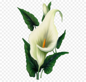 Easter lily Arum-lily Flower Clip art - Lily PNG File Easter lily Arum-lily Flower Clip art - Lily PNG File
