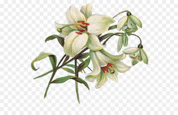 Easter lily Clip art - Lily PNG Transparent Image 