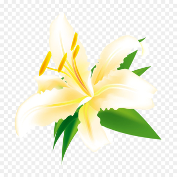 Easter lily Euclidean vector Flower Illustration - Vector Lily Decorative Illustration 