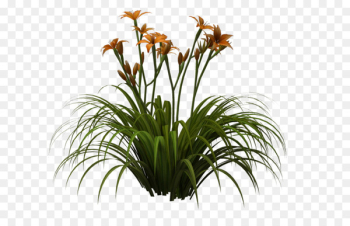 Easter lily Flower Daylily Clip art - lily Easter lily Flower Daylily Clip art - lily