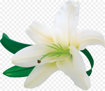 Easter lily Lilium candidum Amaryllis belladonna Arum-lily - lily 