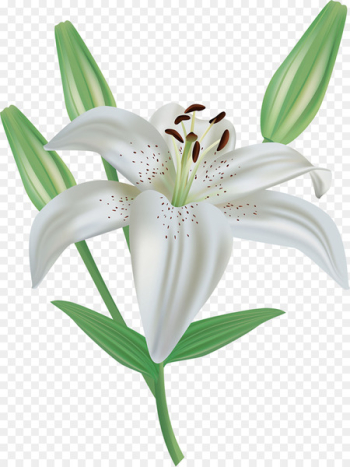 Easter lily Lilium candidum Arum-lily Clip art - lily Easter lily Lilium candidum Arum-lily Clip art - lily