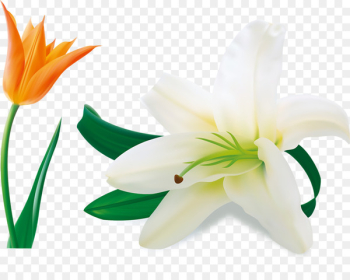 Easter lily Lilium candidum Arum-lily Flower - Beautiful lily 
