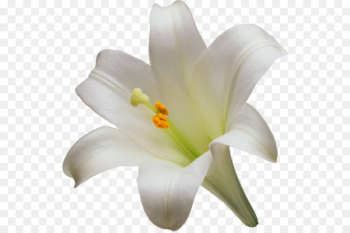 Easter lily Lilium candidum Tiger lily Flower Liliaceae - A lily 