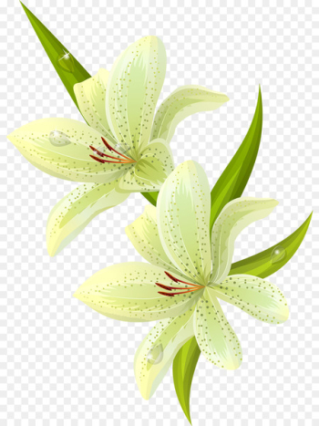 Easter lily Lilium candidum Tiger lily Flower - lily Easter lily Lilium candidum Tiger lily Flower - lily