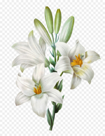 Easter lily Lilium candidum Tiger lily Watercolor painting - Hand-painted lily 