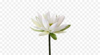 Easter lily Nymphaea alba Flower Petal Lilium candidum - Water Lily PNG Transparent Image 