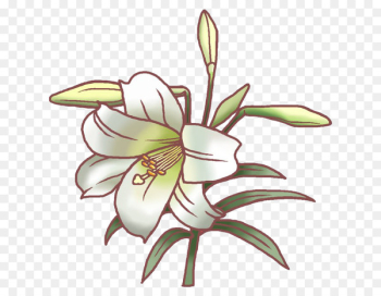 Easter lily Tiger lily Flower Lilium speciosum Illustration - lily 