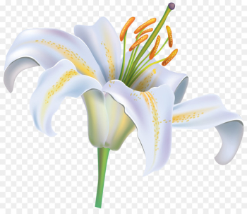 Easter lily Tiger lily Lilium candidum Flower - white flower Easter lily Tiger lily Lilium candidum Flower - white flower