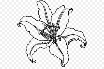 Easter lily Tiger lily Lilium Stargazer Clip art - Calla Lily Stencil 