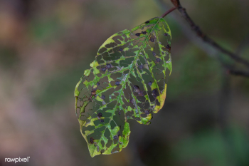 Eaten leaf | Free public domain photo - 473458 Eaten leaf | Free public domain photo - 473458
