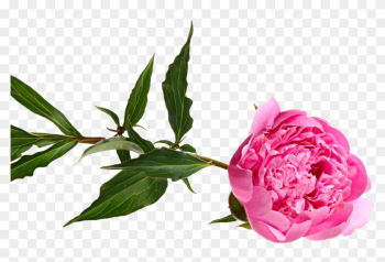 Eco Weddings - Common Peony Eco Weddings - Common Peony
