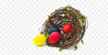 Edible birds nest Bird nest Egg - Nest egg Edible birds nest Bird nest Egg - Nest egg