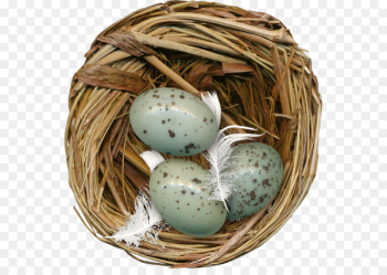Edible birds nest Egg - Nest eggs Edible birds nest Egg - Nest eggs