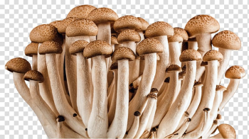 Edible mushroom Fungus Medicinal fungi Vegetable, fungi transparent background PNG clipart