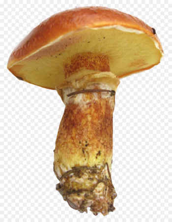 Edible mushroom Icon - Mushroom Edible mushroom Icon - Mushroom