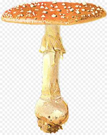 Edible Mushroom, Medicinal Fungi, Mushroom, Medicinal Mushroom PNG