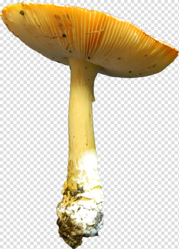 Edible mushroom Medicinal fungi, mushroom transparent background PNG clipart Edible mushroom Medicinal fungi, mushroom transparent background PNG clipart