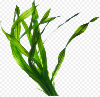 Edible seaweed Kelp Irish Moss Eucheuma - plant Edible seaweed Kelp Irish Moss Eucheuma - plant
