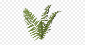 Editing, Nature, And Plant Image - Fern Transparent Background