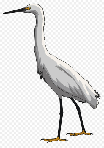 Educational technology Bird Great egret - bird Educational technology Bird Great egret - bird