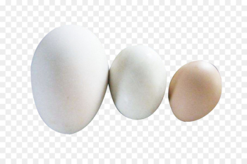Egg - Goose egg duck egg picture material Egg - Goose egg duck egg picture material
