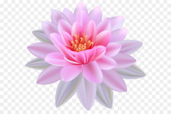 Egyptian lotus Nymphaea alba Clip art - Pink Water Lily PNG Clipart Image 