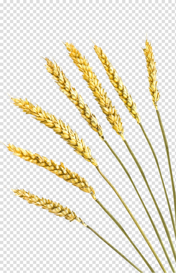 Einkorn wheat Rye bread Cereal Barley Crop, Wheat transparent background PNG clipart Einkorn wheat Rye bread Cereal Barley Crop, Wheat transparent background PNG clipart