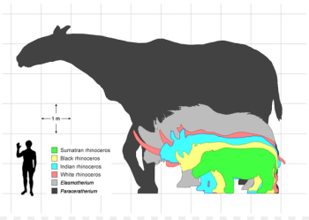 Elasmotherium Pliocene Pleistocene Unicorn Horn - rhino 