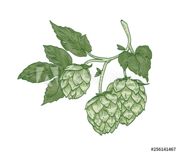 Elegant botanical drawing of hop sprig Elegant botanical drawing of hop sprig