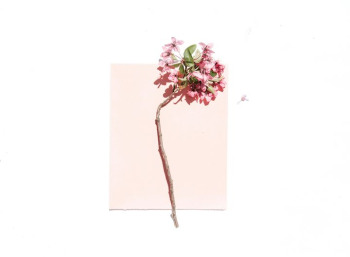Elegant Cherry Blossom Branch on Minimalist Background Elegant Cherry Blossom Branch on Minimalist Background