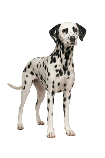 Elegant Dalmatian Dog Portrait Elegant Dalmatian Dog Portrait