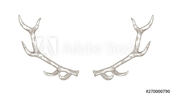 Elegant deer or reindeer antlers hand drawn with contour lines on white background