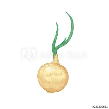 Elegant detailed drawing of onion bulb Elegant detailed drawing of onion bulb