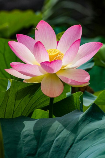 Elegant Pink Lotus Blossom in Full Bloom Elegant Pink Lotus Blossom in Full Bloom