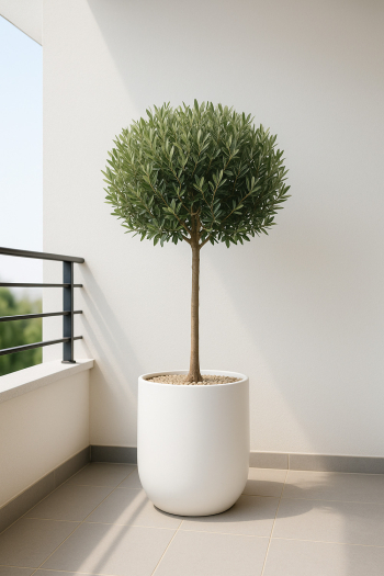 Elegant Potted Olive Tree in Modern Interior Elegant Potted Olive Tree in Modern Interior