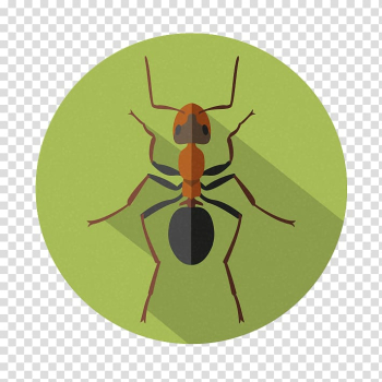Elementary school Kindergarten Parenting Insect, school transparent background PNG clipart