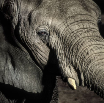 elephant elephant