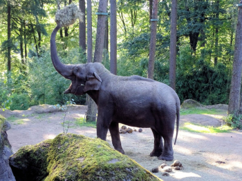 Elephant Elephant
