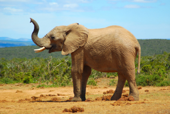 elephant elephant