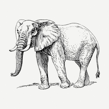Elephant drawing clipart, animal illustration | Free PSD - rawpixel Elephant drawing clipart, animal illustration | Free PSD - rawpixel