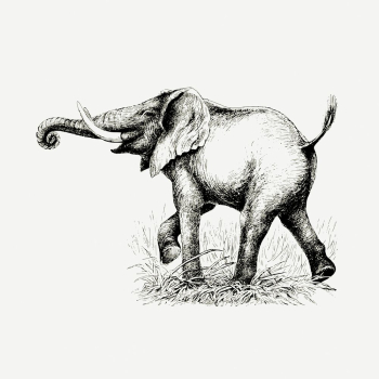 Elephant drawing, vintage animal, wildlife | Free PSD - rawpixel Elephant drawing, vintage animal, wildlife | Free PSD - rawpixel