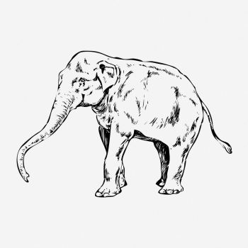 Elephant drawing, vintage wildlife illustration. | Free Photo - rawpixel Elephant drawing, vintage wildlife illustration. | Free Photo - rawpixel
