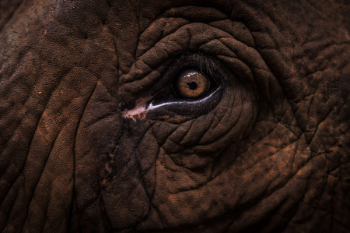 Elephant Eye Elephant Eye