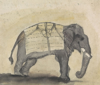 Elephant | Free Photo - rawpixel